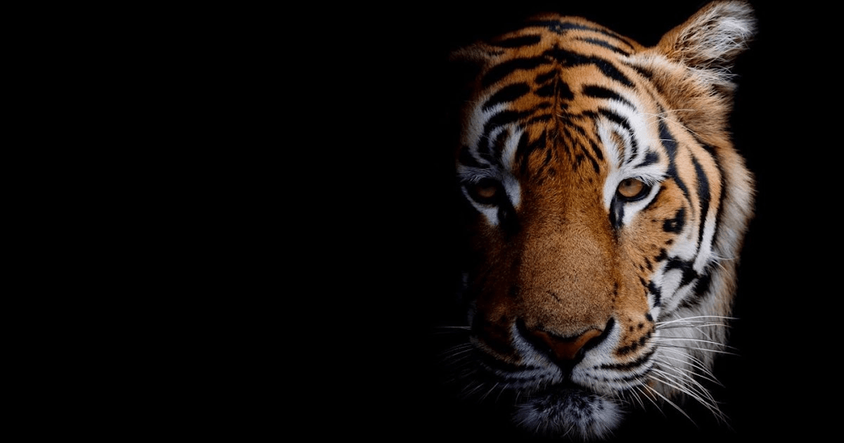 Artificial Intelligence (AI) In Animal Health Market Report Latest Trends and Future Opportunities Analysis