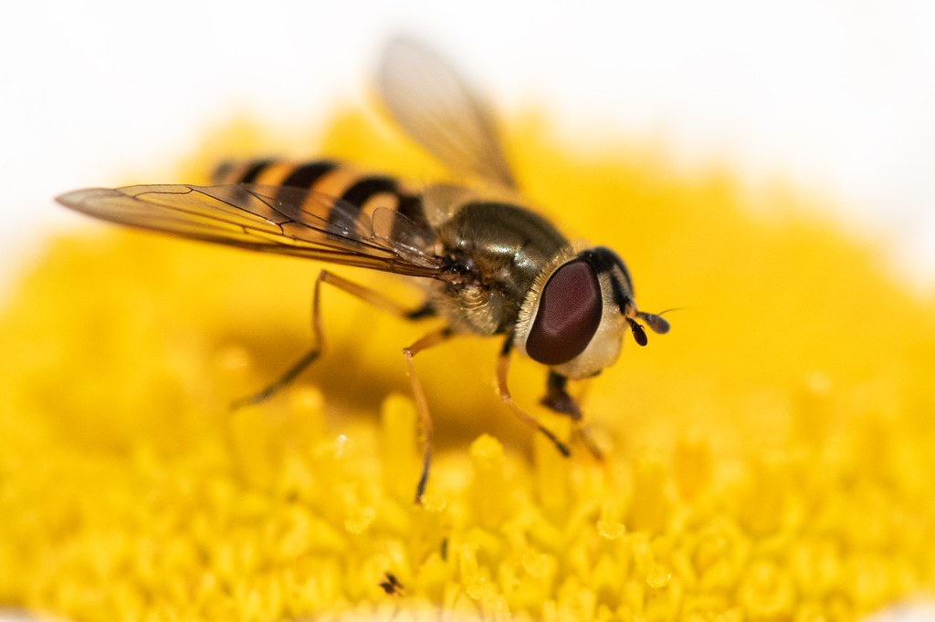 This is not a fly uploaded to a computer