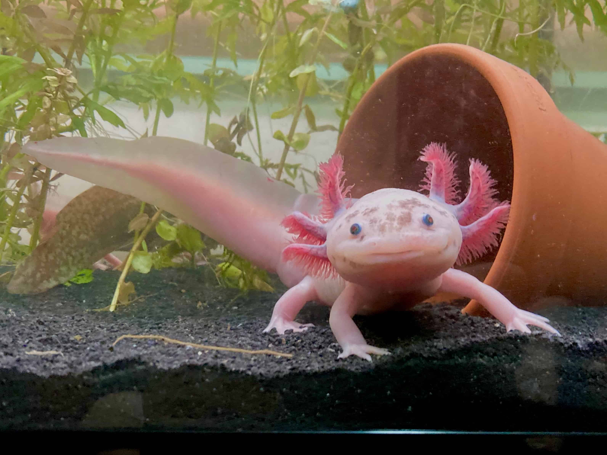 Unsloth vs Axolotl vs TRL vs LLaMA-Factory: A Fine-Tuning Framework Comparison on Speed, VRAM, and Multi-GPU